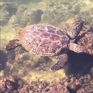 Meet your Posher, Carli